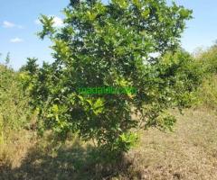 Shamba linauzwa